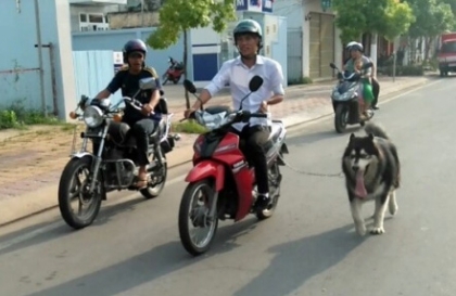 Nghị định 168 - Lỗi trừ 10 điểm GPLX: Điều khiển xe máy dắt vật nuôi gây TNGT